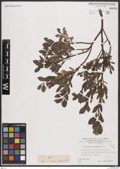 Foto von Salix breviserrata Flod.